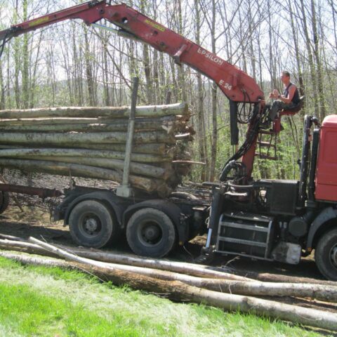 CHÂTAIGNIER EN GRUME, CAMION DE 50 STÈRES – Image 2
